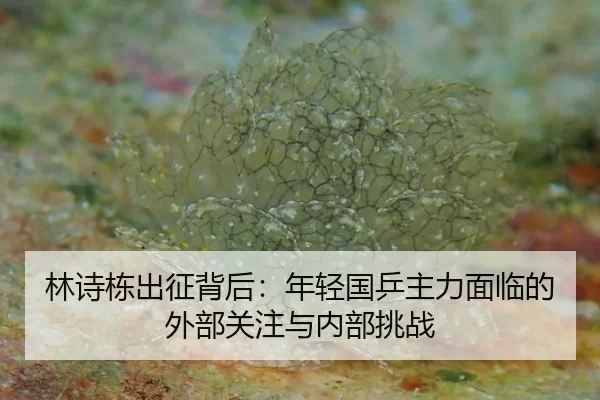林诗栋出征背后：年轻国乒主力面临的外部关注与内部挑战